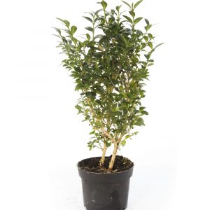 Buxus Rotundifolia-0