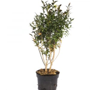 Buxus Rotundifolia-635