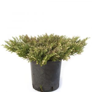Juniperus Horizontalis-642