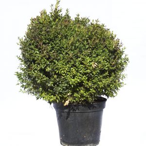 Buxus Rotundifolia "Bola"-0