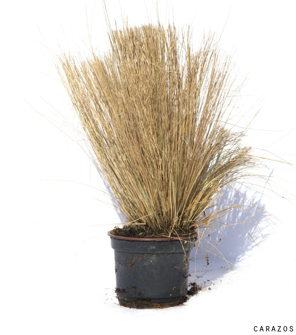 Festuca Viveros Gutierrez