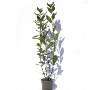 Ligustrum japonica-0