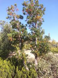 Arbutus unedo “Madroño” – Viveros Gutierrez