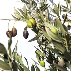 Olivo "Olea Europaea"-744