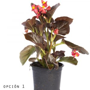 Begonia Semperflorens-0