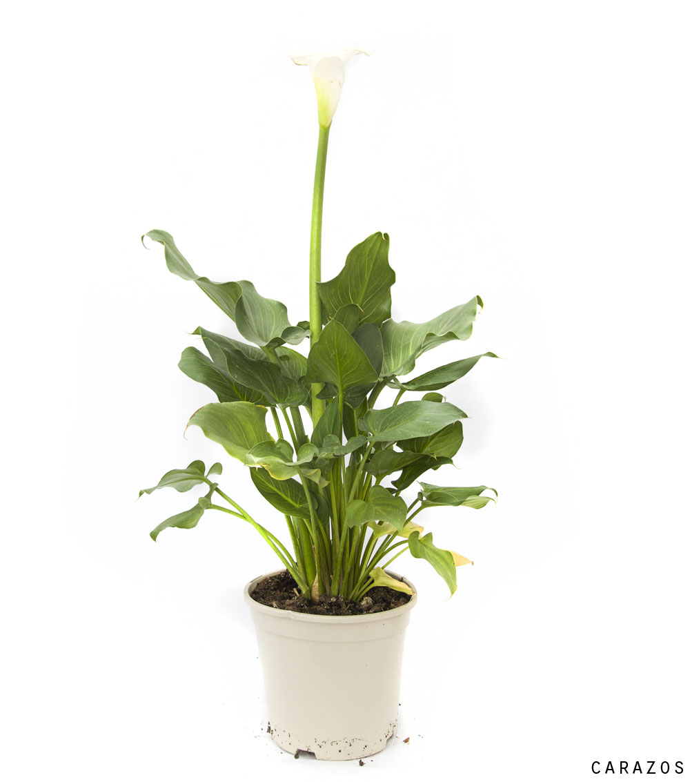 Calla Ultima Calla – Viveros Gutierrez