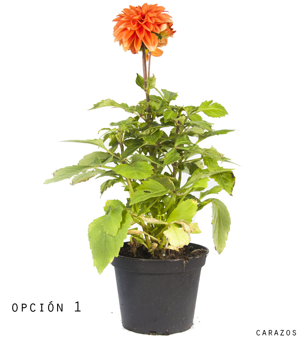 Dalia – Viveros Gutierrez