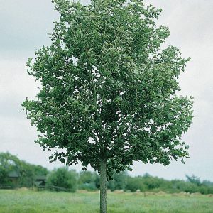 Acer platanoides(Arce Real)-0
