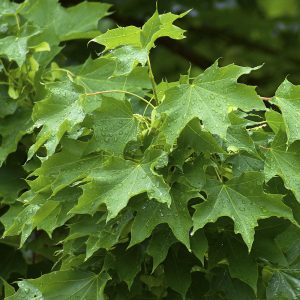 Acer platanoides(Arce Real)-1242