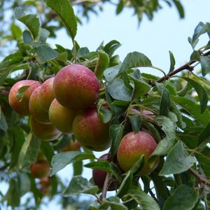 Ciruelo "Prunus domestica"-0
