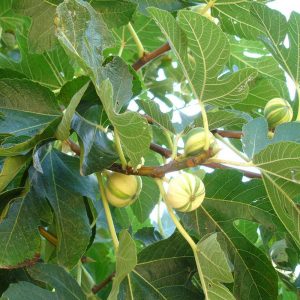 Higuera "Ficus carica"-0