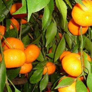 Naranjo (Cítricos)-0