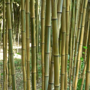 Bambu aurea y nigra extras-0