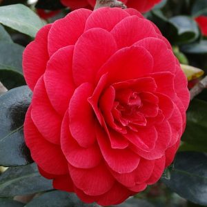 Camellia japonica-0
