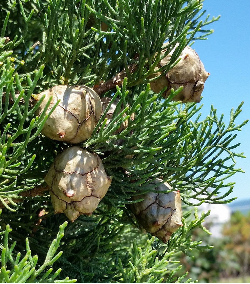 Semillas De Ciprés Mediterráneo Cupressus Sempervirens – 50 Semillas – Nuevas