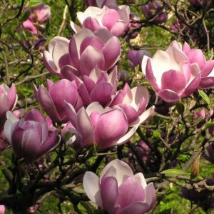 Magnolia soulangeana-0