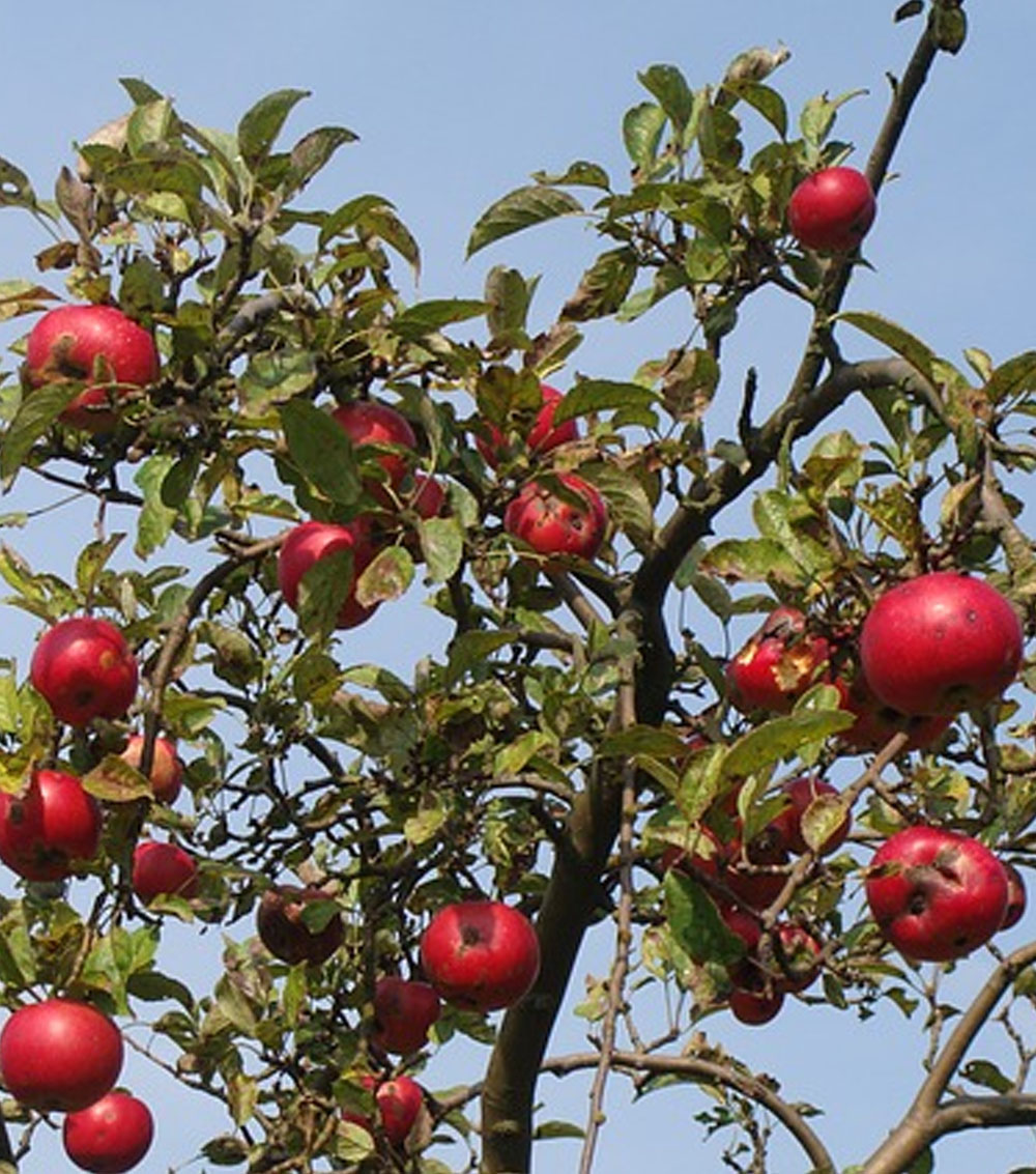Manzano «Malus communis» Viveros Gutierrez