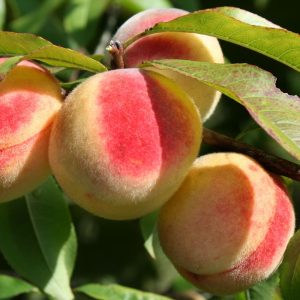 Melocotonero "Prunus persica"-0