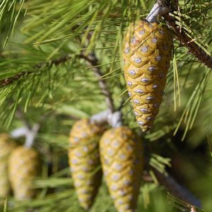 Pinus halepensis-0