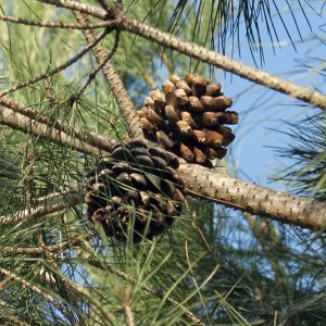 Pinus pinea (Pino piñonero)-0