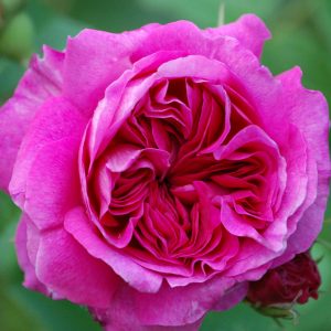 Rosal de copa-1526