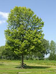 Acer saccharinum(arce plateado)-0