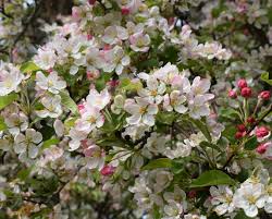 malus floribunda (manzano de flor)-1766