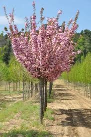 Prunus serrulata kanzan(flor rosa)-0