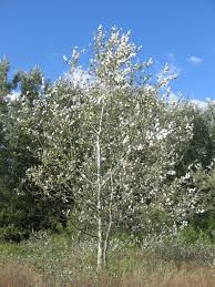 populus alba(álamo blanco nítida)-0