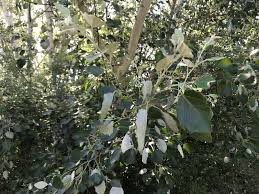 populus alba(álamo blanco nítida)-1800