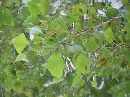 populus nigra italica(chopo lombardo)-0